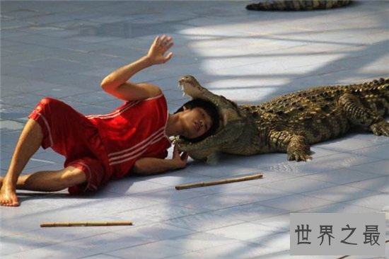 鳄鱼吃人事件频频发生，1945年鳄鱼吃掉900多日军