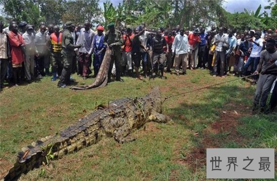鳄鱼吃人事件频频发生，1945年鳄鱼吃掉900多日军