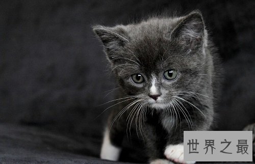 猫的寿命有多长？各位铲屎官快快看过来吧！