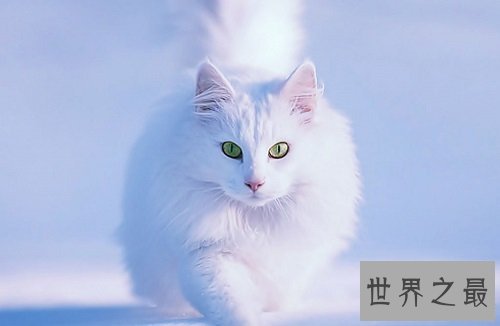 猫的寿命有多长？各位铲屎官快快看过来吧！