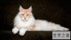 最适合家养的猫排名，没想到它最适合！