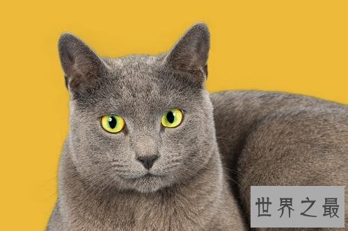 最适合家养的猫排名，没想到它最适合！