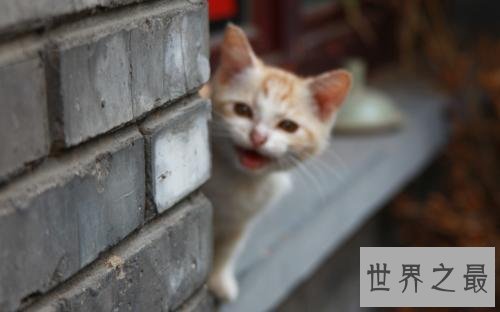 最适合家养的猫排名，没想到它最适合！