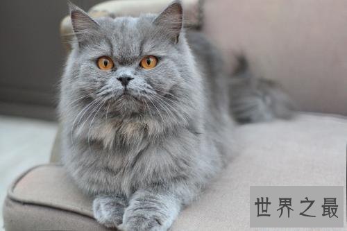 最适合家养的猫排名，没想到它最适合！