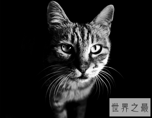 猫的寿命有多长？各位铲屎官快快看过来吧！