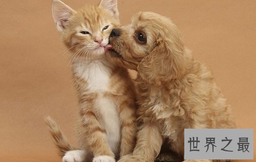 猫的寿命有多长？各位铲屎官快快看过来吧！