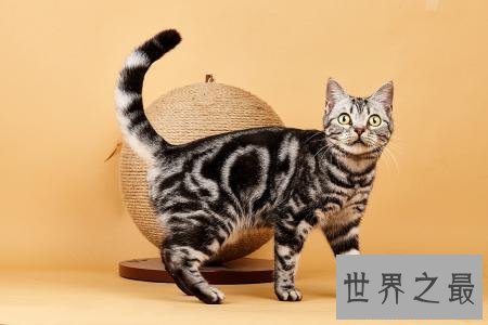 最适合家养的猫排名，没想到它最适合！