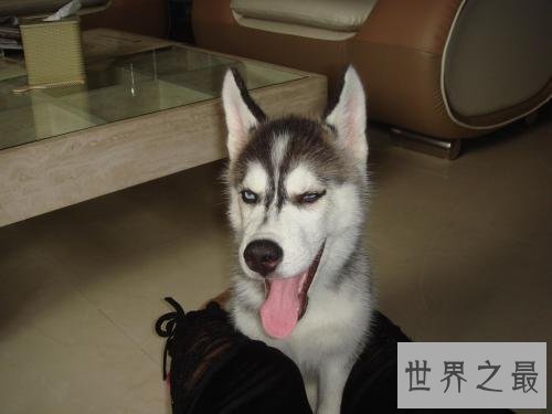 养哈士奇的十大禁忌，第五点千万不要轻易触碰！