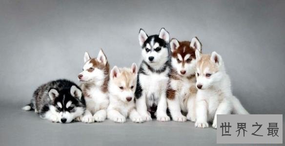 养哈士奇的十大禁忌，第五点千万不要轻易触碰！