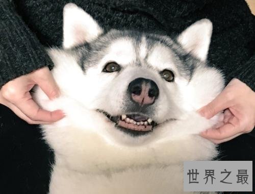 养哈士奇的十大禁忌，第五点千万不要轻易触碰！