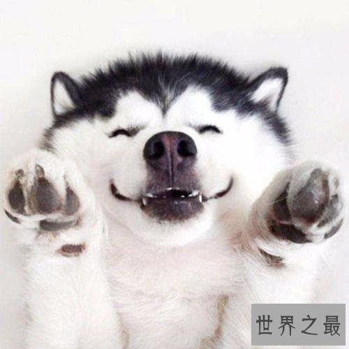 养哈士奇的十大禁忌，第五点千万不要轻易触碰！