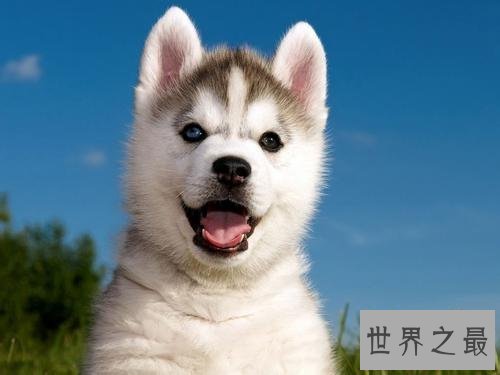 养哈士奇的十大禁忌，第五点千万不要轻易触碰！