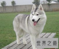 养哈士奇的十大禁忌，第五点千万不要轻易触碰！