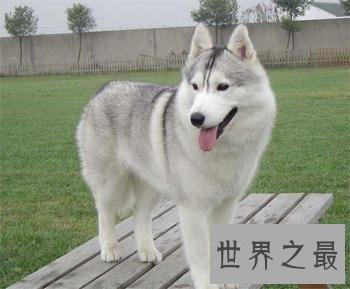 养哈士奇的十大禁忌，第五点千万不要轻易触碰！