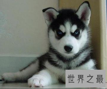 养哈士奇的十大禁忌，第五点千万不要轻易触碰！