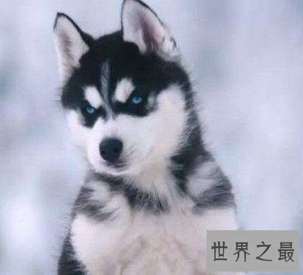 养哈士奇的十大禁忌，第五点千万不要轻易触碰！