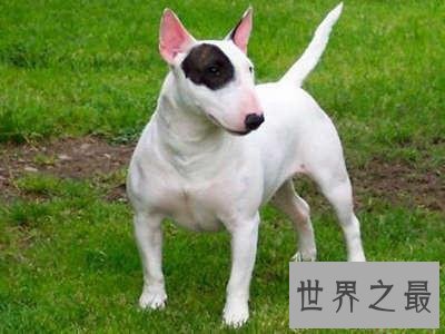 世界凶犬十大排名，没想到它最凶！