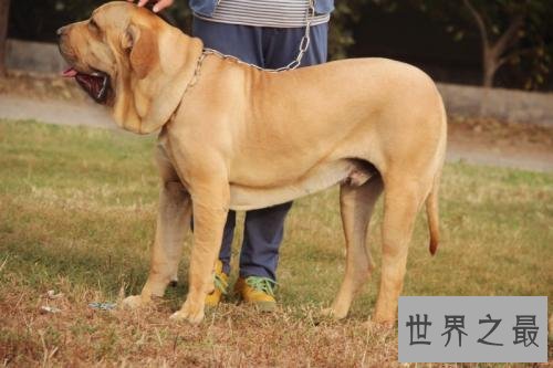 世界凶犬十大排名，没想到它最凶！