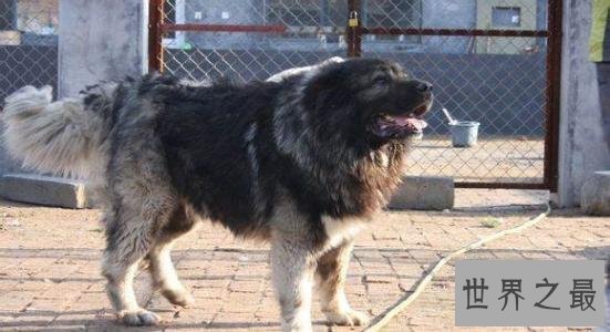 世界凶犬十大排名，没想到它最凶！