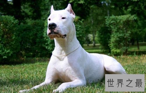 世界凶犬十大排名，没想到它最凶！