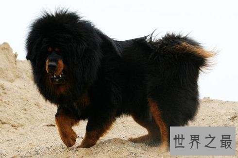 世界凶犬十大排名，没想到它最凶！