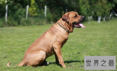 世界凶犬十大排名，没想到它最凶！