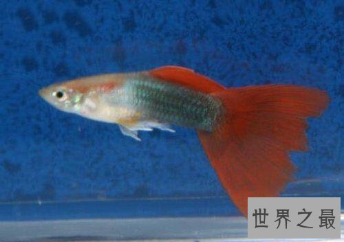 适合家养的十种鱼，它最受人们喜爱。