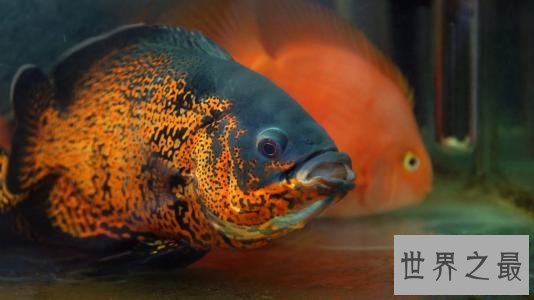 适合家养的十种鱼，它最受人们喜爱。