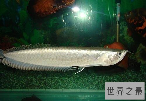 适合家养的十种鱼，它最受人们喜爱。