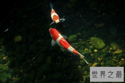 适合家养的十种鱼，它最受人们喜爱。