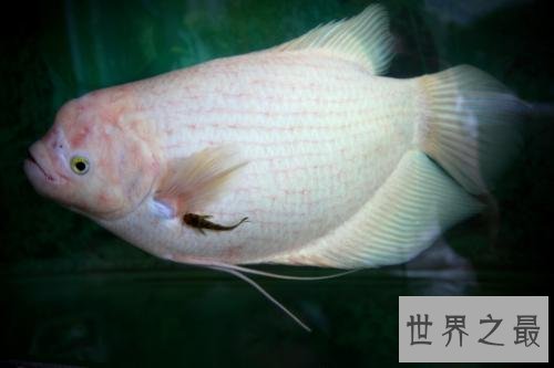 适合家养的十种鱼，它最受人们喜爱。