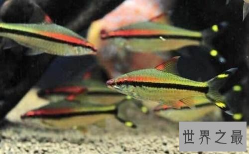 适合家养的十种鱼，它最受人们喜爱。