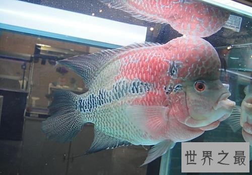 适合家养的十种鱼，它最受人们喜爱。