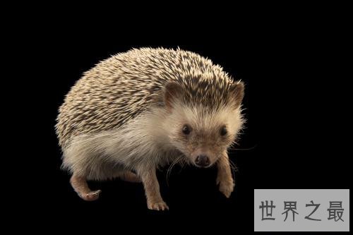 十大小型宠物便宜又好养，第一种你敢碰吗？