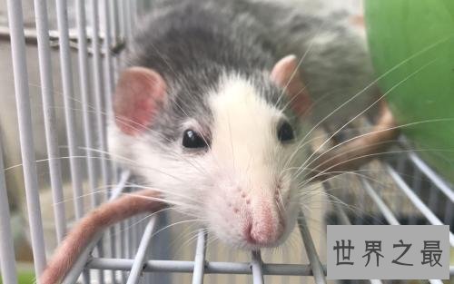 十大小型宠物便宜又好养，第一种你敢碰吗？