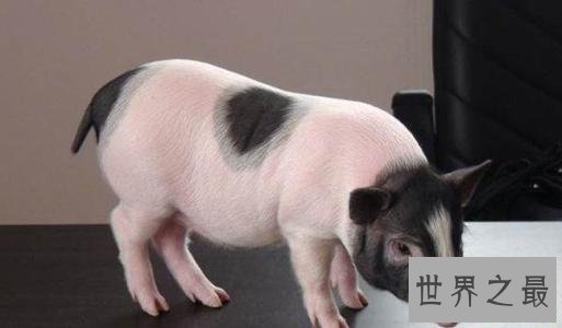 十大小型宠物便宜又好养，第一种你敢碰吗？