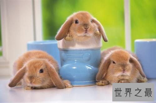 十大小型宠物便宜又好养，第一种你敢碰吗？