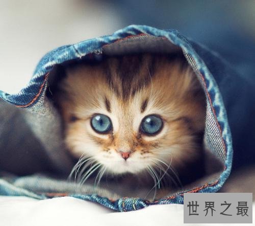 十大小型宠物便宜又好养，第一种你敢碰吗？