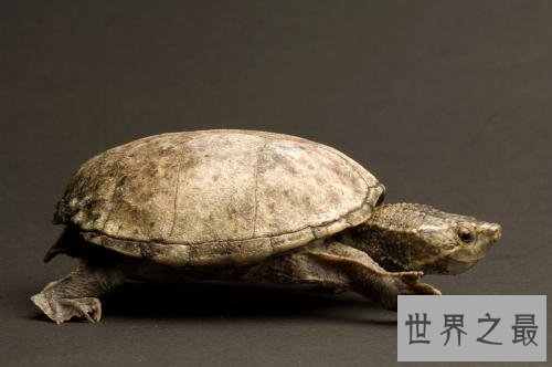 十大小型宠物便宜又好养，第一种你敢碰吗？