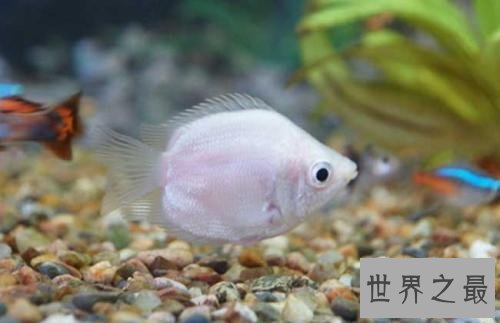 十大小型宠物便宜又好养，第一种你敢碰吗？