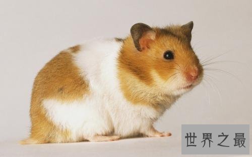 十大小型宠物便宜又好养，第一种你敢碰吗？