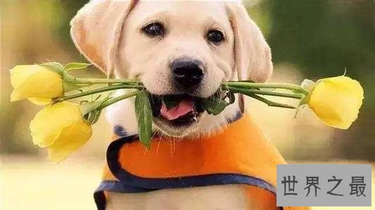 楼房最适合养的狗排行榜，没想到竟然有它！