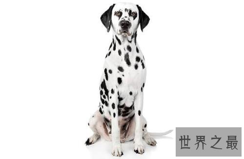 十大便宜好养的狗狗排行，有没有你想养的狗狗？