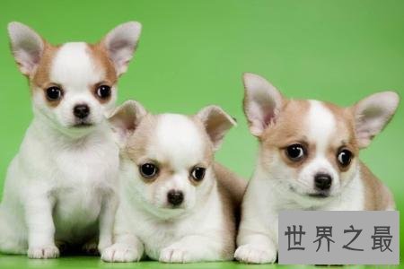 十大便宜好养的狗狗排行，有没有你想养的狗狗？