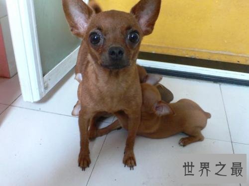 十大便宜好养的狗狗排行，有没有你想养的狗狗？