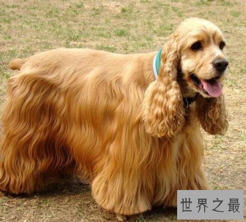 十大便宜好养的狗狗排行，有没有你想养的狗狗？