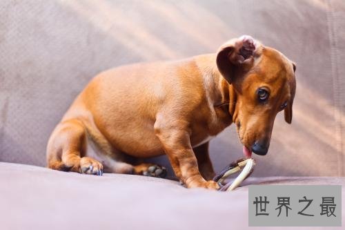 十大便宜好养的狗狗排行，有没有你想养的狗狗？