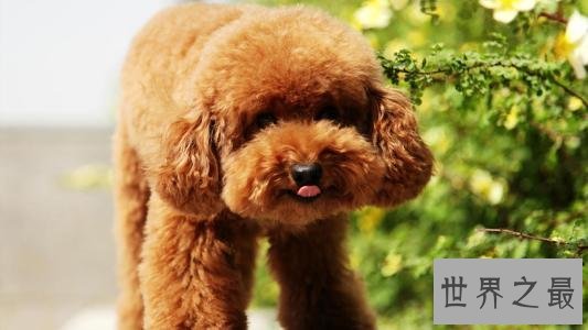 十大便宜好养的狗狗排行，有没有你想养的狗狗？