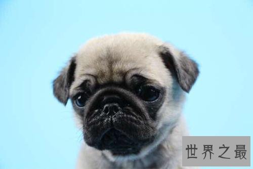 十大便宜好养的狗狗排行，有没有你想养的狗狗？