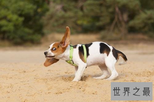 十大便宜好养的狗狗排行，有没有你想养的狗狗？